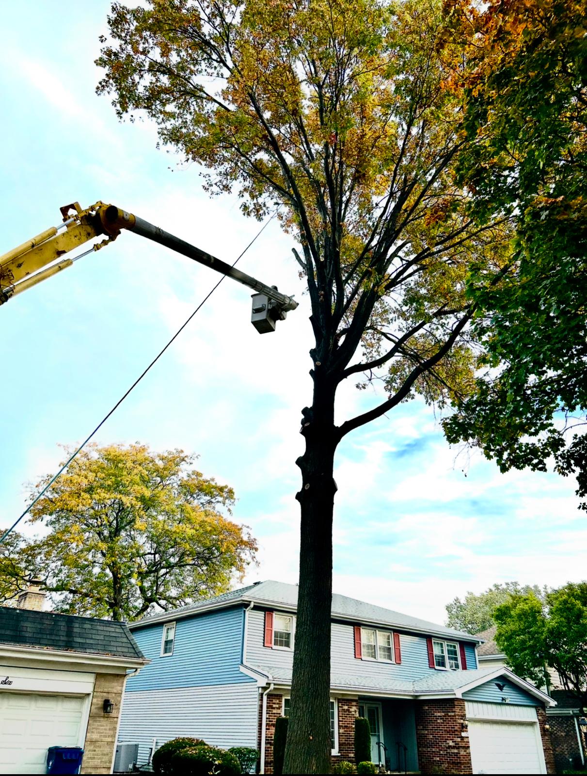 Tree cutting in progress with large equipment